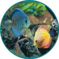 آکواریوم پلنت پالاداریوم تراریوم ماهی زینتی