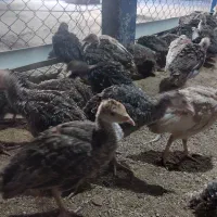 فروش جوجه بوقلمون ۵۰ روزه