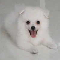 واگذاری توله سگ خرسی تیکاپ|سگ|شیراز, فرهنگ شهر|دیوار