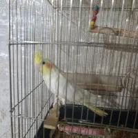 عروس هلندی ماده دستی|پرنده|سیرجان, |دیوار