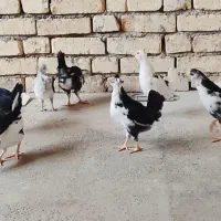 جوجه گلین