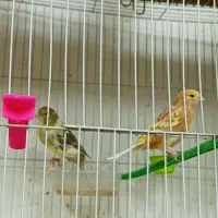 قناری ماده کوزه اماده 3عدد|پرنده|گلبهار, شهر جدید گلبهار|دیوار