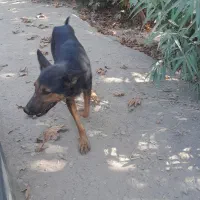 سگ نگهبان|سگ|مبارکه, |دیوار