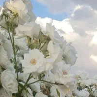 خانه ویلایی فروش