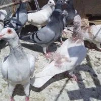 سارابگن آلمانی