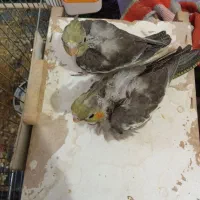 لباس تیشرت. جوجه عروس هلندی|لباس|زابل, |دیوار