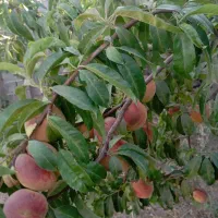 فروش باغ باانشعاب برق