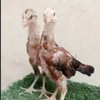 جوجه لاری