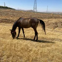 اسب بسیارپرقدرت وسالم و اصیل
