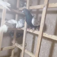 22 عدد کفتر غریب گیری