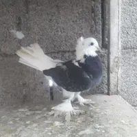 ماده شارده سیاه کاکل پاپر