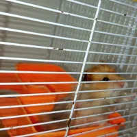 دو عدد همستر سوری|موش و خرگوش|تهران, وردآورد|دیوار