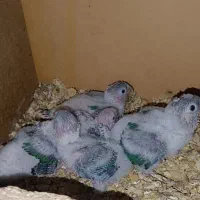 جوجه گرینجیک تراکویس