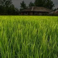زمین شالیزار .برنج