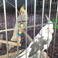 پرنده|پرنده|گرگان, |دیوار