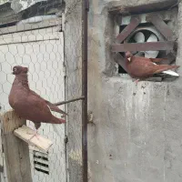 جفت کاغذی دم سفید ودوماده سرخ دم سفید|پرنده|سوسنگرد, |دیوار