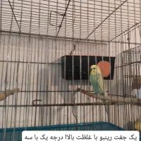 ده جفت مرغ عشق نژاد دار (حراج)|پرنده|پاوه, |دیوار