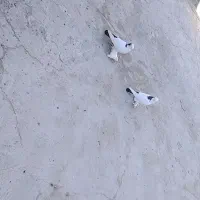 کبوتر|پرنده|تبریز, |دیوار