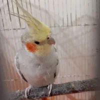 عروس هلندی|پرنده|فردیس, شهرک شهید حسینی|دیوار