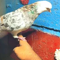 کفتر پرشی تهرانی|پرنده|رودان, |دیوار