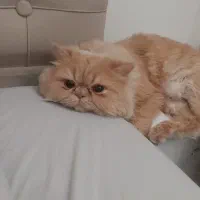 گربه پرشین  نر برای جفتگیری