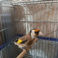 سهره سرسیا جوجه سال دهن زن