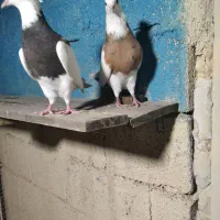 جفت طوقی درجه یک