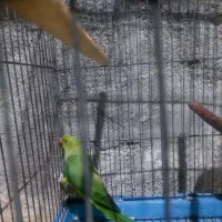 ۱عدد شاه طوطی و۱ عدد ملنگو نر جوان|پرنده|بندر ماهشهر, |دیوار