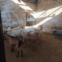 بزسانن اصلی|حیوانات مزرعه|جلگه رخ, |دیوار