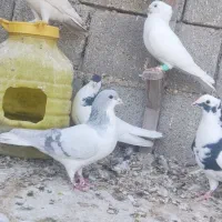 فروش 15تا نر دست اولی (کازرون)|پرنده|ارژن, |دیوار