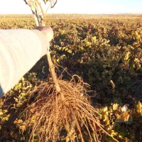 فروشگاه مجازی آنلاین نهال|خدمات باغبانی و درختکاری|خنداب, |دیوار