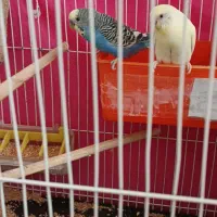 مرغ عشق بالغ