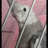 عروس هلندی نر