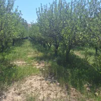 فروش باغ ویلا|فروش زمین و ملک کلنگی|فیروزکوه, |دیوار