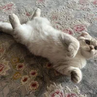 گربه نر دم روباهی سه ماهه