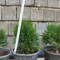 تویاامریکایی  سطل ۷