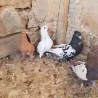 کبوتر ۴ عدد
