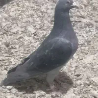 کفتر زاجر ورنگی