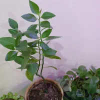 تعدادی گلدان خانگی برگ خرفه ای کامبو و|گل و گیاه طبیعی|تهران, امیریه|دیوار
