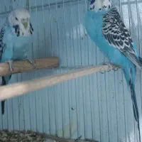 مرغ عشق انگلیسی