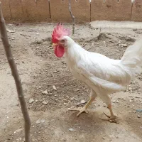 یک مرغ لهستانی حنایی رنگ با یک خروس تخفیف همداره|حیوانات مزرعه|تهران, شهرک ولیعصر شمالی|دیوار