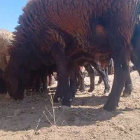 گوسفند|حیوانات مزرعه|فامنین, |دیوار