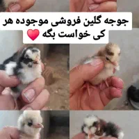 فروش جوجه گلین