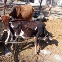 گوساله ماده با گاو|حیوانات مزرعه|جیرفت, |دیوار