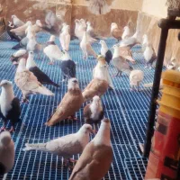 کفترکلاغ کربلایی کاکلی کله سفیدسر سفید کاکلی