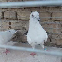 کفتر