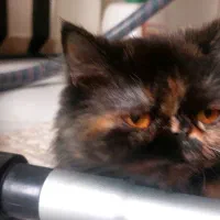 گربه پرشین|گربه|کرج, شهرک جهان‌نما|دیوار