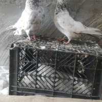 رنگی جفت سینه کوهی و جفت پرستو و پلاکی|پرنده|شوشتر, |دیوار