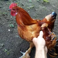 خروس پا کوتاه پاپر