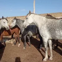 اسب مادیان کرد